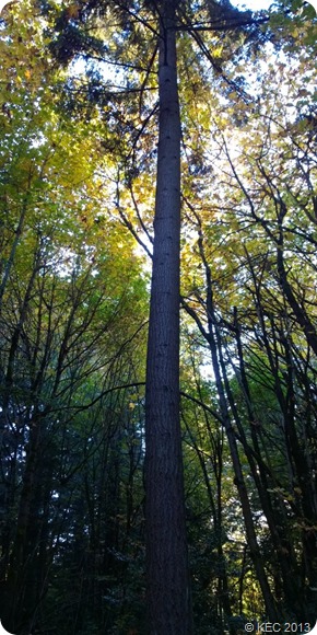 Grotto - Standing Tall