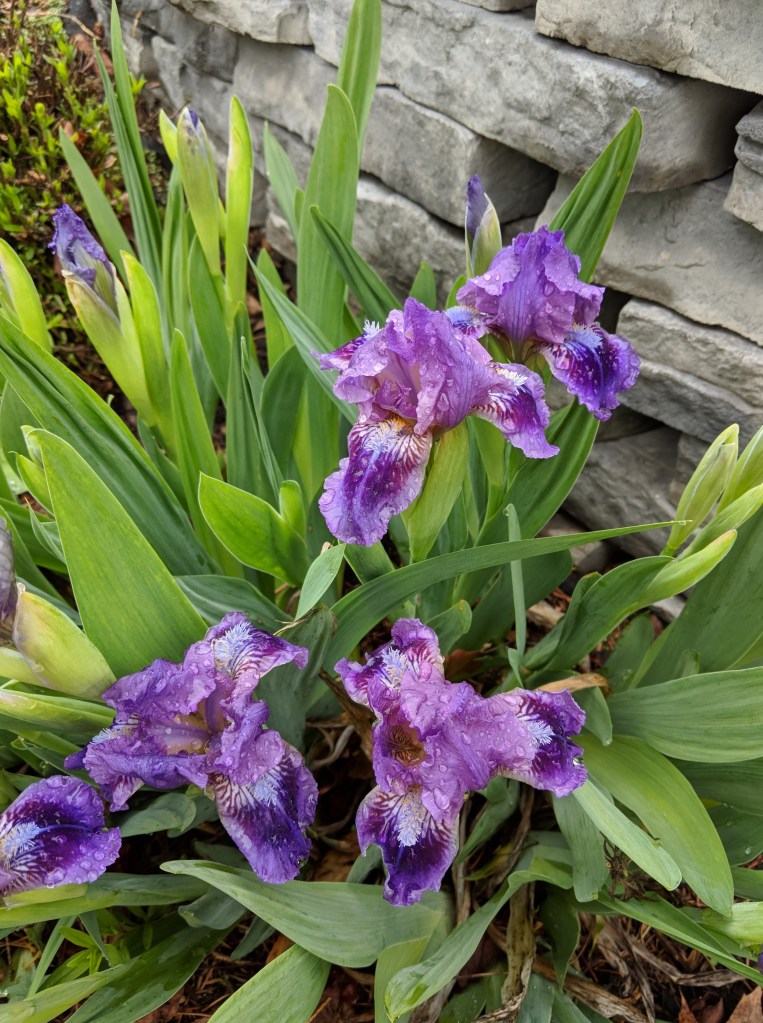 Photo of purple irises in front of a stone wall